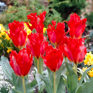 Tulipano - Giant Parrot - Tulipa - Crea un giardino ricco di carattere - 5 bulbi
