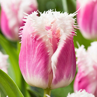 Tulipano - Hawaii - Tulipa - Splendore e successo del giardino in fiore - 5 bulbi