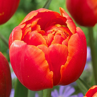 Tulipano - Icoon - Tulipa - Petali doppi, effetto amplificato - 5 bulbi