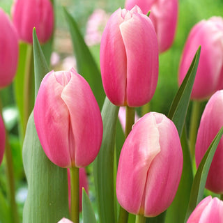 Tulipano - Kasia - Tulipa - Eleganza e delicato profumo di primavera - 5 bulbi