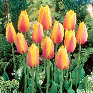 Tulipano - Long Lady - Tulipa - Colori intensi nei fiori - 5 bulbi