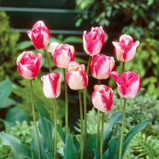 Tulipano - Mata Hari - Tulipa - Rosa delicata per composizioni da giardino - 5 bulbi