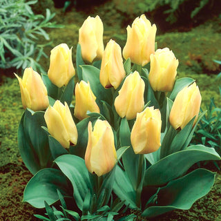 Tulipano - Mieke Telkamp - Tulipa - Eleganza in ogni angolo - 5 bulbi