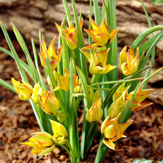 Tulipano - Orphanidea flava - Tulipa - Fascino esotico unico - 5 bulbi