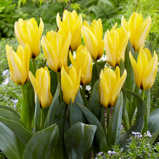 Tulipano - Partitura - Tulipa - Crea aiuole primaverili armoniose - 5 bulbi