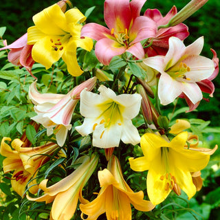 Giglio tromba - Mix - Lilium - Mix di colori spettacolari in giardino