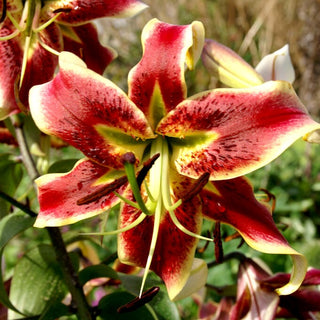 Giglio - Scheherezade - Lilium - Fiori bianchi e rossi pieni di grazia