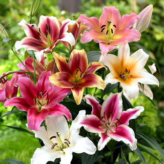 Giglio arboreo - Mix - Lilium - Eleganza gialla nelle aiuole estive