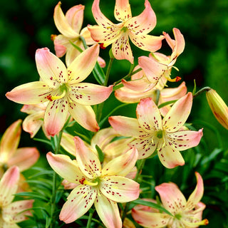 Giglio tigrato - Corsage - Lilium - Eleganza e fascino delicato estivo