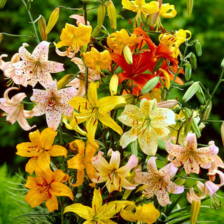Giglio tigrato - Mix - Lilium - Decorazione duratura per il giardino