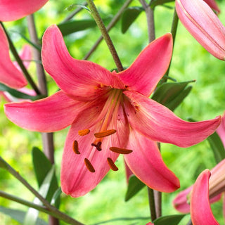 Giglio tigrato - Pink Flight - Lilium - Rosa delicata in giardino moderno