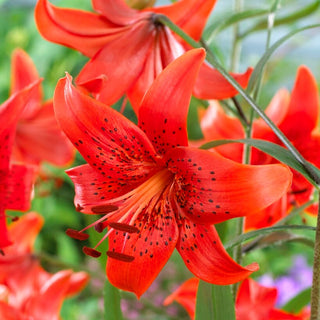 Giglio tigrato - Red Life - Lilium - Accento rosso intenso per le aiuole