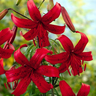 Giglio tigrato - Red Velvet - Lilium - Eleganza cremisi in giardino