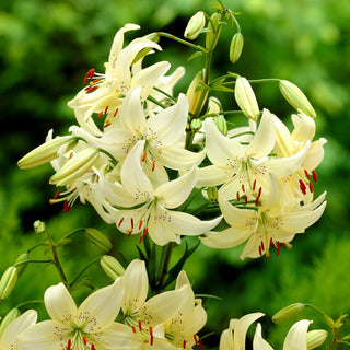 Giglio tigrato - Sweet Surrender - Lilium - Fioritura prolungata, colore incantevole
