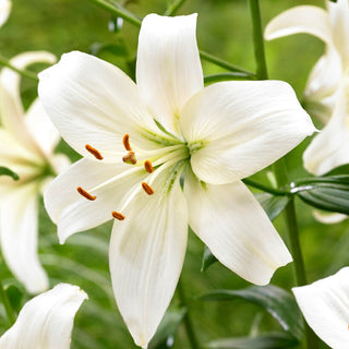 Giglio - Pearl Frances - Lilium - Resistente al gelo e facile da coltivare