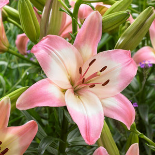 Giglio asiatico - Levi - Lilium - Fiori rosa eleganti