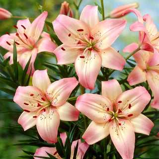 Giglio asiatico - Rosella's Dream - Lilium - Fusti slanciati fino a 120 cm