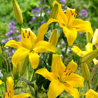 Giglio asiatico - Yellow County - Lilium - Fusti slanciati con grandi fiori