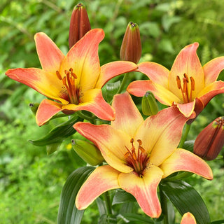 Giglio - Forever Summer - Lilium - Delicata fusione di rosa e giallo