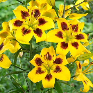 Giglio - Pieton - Lilium - Varietà rara e unica