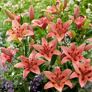 Giglio - Tinilco - Lilium - Perfetto per bouquet e composizioni