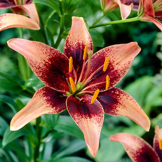 Giglio asiatico - Whistler - Lilium - Ideale per bouquet e composizioni