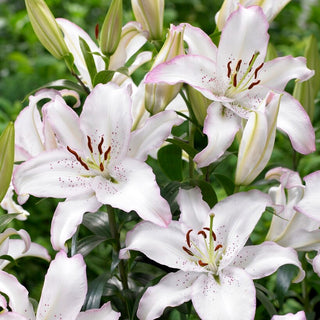 Giglio orientale - Brasilia - Lilium - Fiori che catturano lo sguardo e l’attenzione