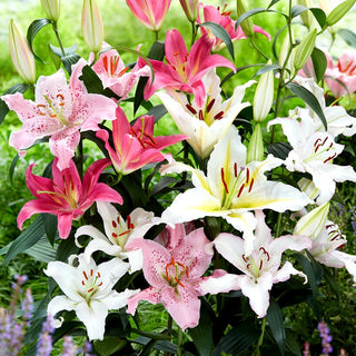 Giglio orientale - Mix - Lilium - Eleganza e profumo in giardino