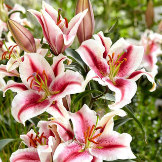 Giglio orientale - Hachi - Lilium - Fiori estivi dal profumo intenso