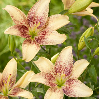 Giglio asiatico - Easy Spot - Lilium - Effetto wow nelle aiuole e bordure