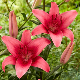 Giglio asiatico - Pink County - Lilium - Elegante ornamento per le aiuole estive