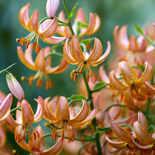 Giglio martagone - Fairy Morning - Lilium - Elegante ornamento per aiuole classiche