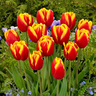 Tulipano - Dow Jones - Tulipa - Portamento elegante con fiori grandi - 5 bulbi