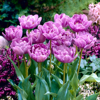 Tulipano - Lilac Perfection - Tulipa - Fiori doppi tipo peonia a maggio - 5 bulbi