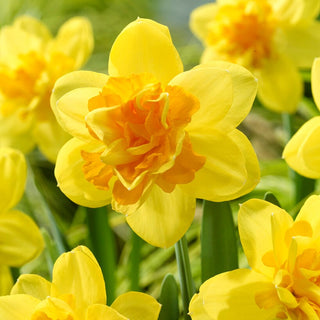 Narciso - Balnoon - Narcissus - Fiori di colore giallo intenso - 5 bulbi