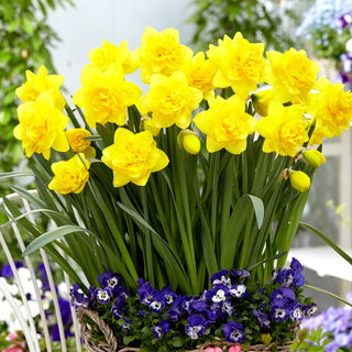 Narciso - Double Power - Narcissus - Cespugli spettacolari che catturano l’attenzione - 5 bulbi