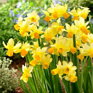 Narciso - Eaton Song - Narcissus - Colore giallo delicato dei fiori - 5 bulbi
