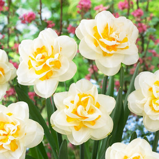 Narciso - Fragrant Jewel - Narcissus - Delicata fragranza di eleganza primaverile - 5 bulbi