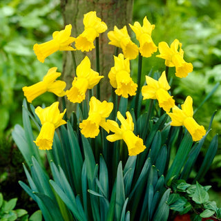 Narciso - Golden Cycle - Narcissus - Cespugli giallo intenso pieni di vita - 5 bulbi