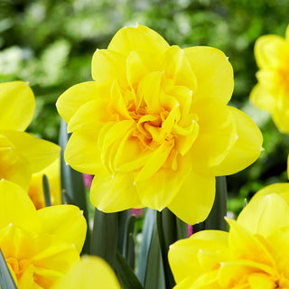 Narciso - Holland Chase - Narcissus - Ideale per bouquet primaverili - 5 bulbi