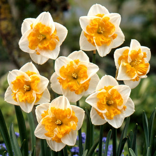 Narciso - Love Call - Narcissus - Fiori che catturano lo sguardo - 5 bulbi