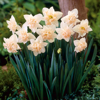 Narciso - Palmares - Narcissus - Facile da coltivare, resistente al gelo - 5 bulbi