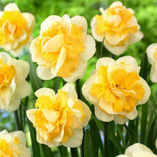 Narciso - Progress - Narcissus - Esplosione primaverile giallo crema - 3 bulbi