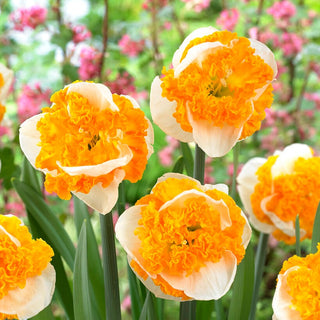Narciso - Swirl - Narcissus - Fiori bicolore - Tocco unico - 3 bulbi