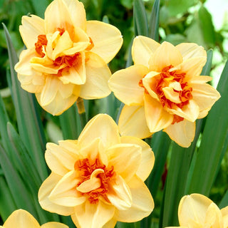Narciso - Innovator - Narcissus - Fiore giallo arancio intenso - 3 bulbi