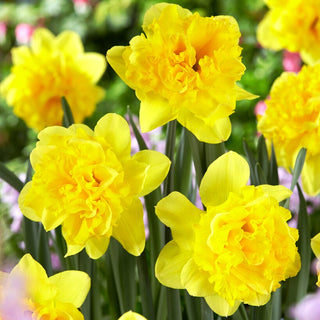 Narciso - Twinflower - Narcissus - Raggio di sole in ogni giardino - 5 bulbi