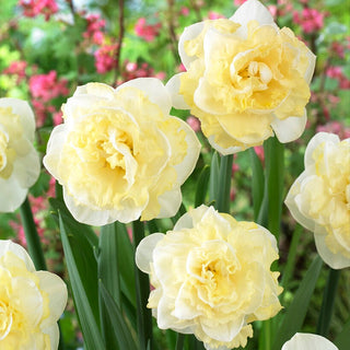 Narciso - White Surprise - Narcissus - Esplosione cremosa di luce primaverile - 5 bulbi