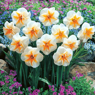 Narciso - Delta - Narcissus - Fiori doppi bianchi e arancioni - 5 bulbi