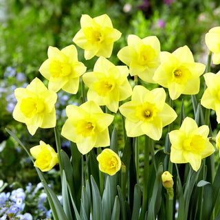 Narciso - Golden Salome - Narcissus - Giallo elegante per aiuole - 5 bulbi