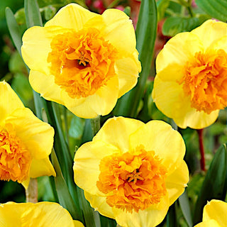 Narciso - Modern Art - Narcissus - Accento unico sul prato - 5 bulbi